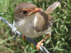 Superb Fairy-wren, Malurus cyaneus, juvenile