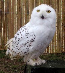 Snowy Owl, Bubo scandiacus