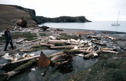 Remnants of whalers' station at Kvalrossbukta