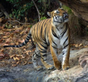 Bengal tiger