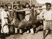 A hunted down Balinese Tiger.