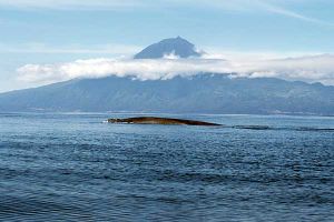 A Blue Whale set against the backdrop of the Azores