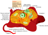 A typical animal cell