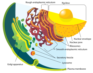 Detail of the endomembrane system and its components