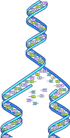 Semi-conservative DNA replication