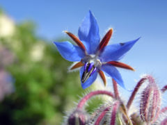 Borage flower