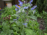 Borage plant