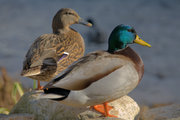 Ducks play a key role in H5N1 spread