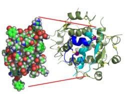 The structure of insulin.  The left-hand side is a space-filling model of the insulin monomer, believed to be biologically active.  Carbon is green, hydrogen white, oxygen red, and nitrogen blue.  On the right-hand side is a cartoon of the hexamer, believed to be the stored form.  A monomer unit is highlighted with the A chain in blue and the B chain in cyan.  Yellow denotes disulfide bonds, and magenta spheres are zinc ions.