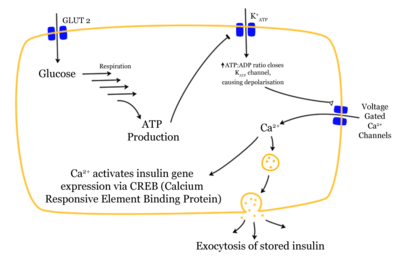 Mechanism of glucose dependent insulin release