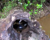 A wild anaconda snake, Amazon basin, Peru.