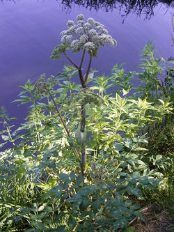 Wild Angelica (Angelica sylvestris)