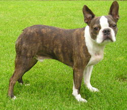 Boston Terrier with brindle coat