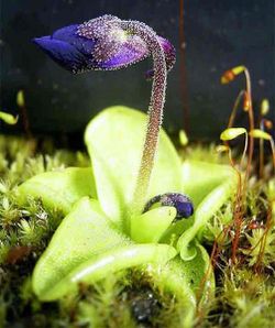 Pinguicula grandiflora