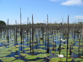 Okavango Delta, Botswana.