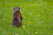 A groundhog seen in Minneapolis