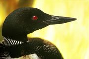 The Common Loon