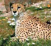 A cheetah at the Phoenix Zoo