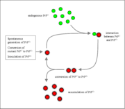 Proposed mechanism of prion propagation