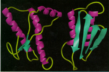 Molecular models of the structure of PrPC (left) and PrPSc (right)