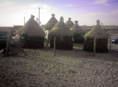 Medas of sargassum. Seaweeds are used as a natural fertilizer.