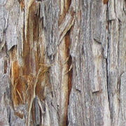 Detail: bark