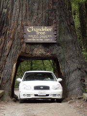 Tourist use of Coast Redwood by a private owner, Leggett, California.