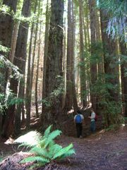 Coast Redwood plantation at Polipoli, Hawaii.