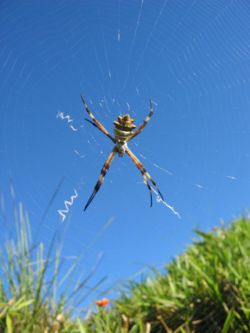 A South American Argiope