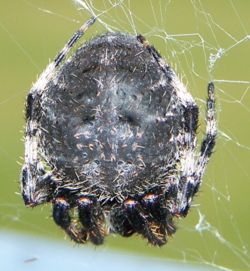 Rear side of a spider