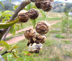 Bird dropping spider with its unusual eggs