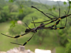 A golden silk orb-weaver (Nephila clavipes?), member of the family Tetragnathidae