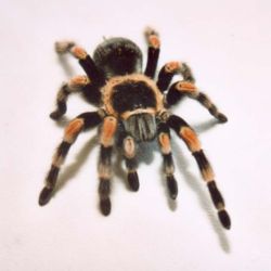 The tarantula Brachypelma smithi