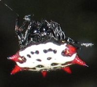 Spinyback orbweaver