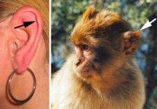 The muscles connected to the ears of a human do not develop enough to have the same mobility allowed to monkeys.