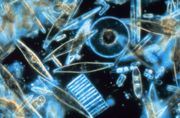 Some marine diatoms - a key phytoplankton group.