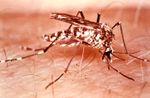 The female Aedes aegypti mosquito on a human host, about to obtain a blood meal