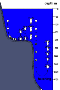 The eggs are spawned close to the surface and start sinking. In the open ocean they sink for about 10 days: the nauplii hatch in ca. 3000 meter depth