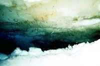 Antarctic krill feeding off ice algae. The surface of the ice on the left side is colored green by the algae.