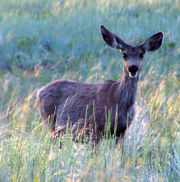 Mule Deer are the most common large animals found in the park.