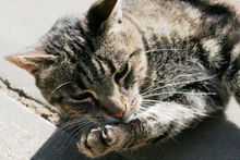 A cat grooming itself