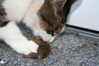 Cat eating a mouse