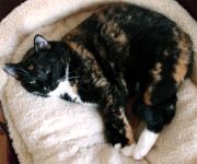 This tortoiseshell cat has black-orange-white fur and green eyes.