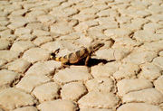 A Zebra-tailed lizard on Racetrack Playa