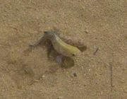 Death Valley Pupfish spawning in Salt Creek