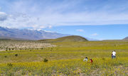 Viewing valley wildflowers in bloom