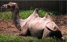 Bactrian Camel, Camelus bactrianus