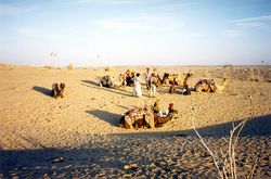 Throughout their domesticated history, Camels have been used as a means of transportation in arid regions. Shown here is a local tribe near Jaisalmer, India.