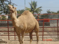 Dromedary posing.