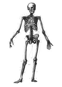 An old diagram of a male human skeleton.